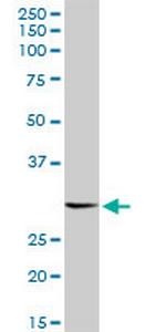 RNF2 Monoclonal Antibody (2F7)