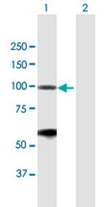 BRD2 Polyclonal Antibody, MaxPab™