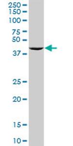 RNH1 Antibody in Western Blot (WB)