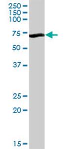 RNPEP Antibody in Western Blot (WB)