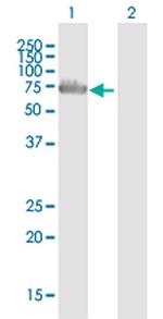 RNPEP Polyclonal Antibody, MaxPab™