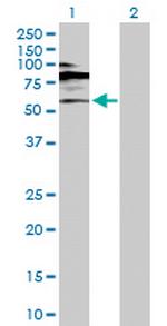 RORC Polyclonal Antibody, MaxPab™