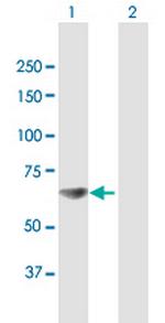 RPA1 Polyclonal Antibody, MaxPab™