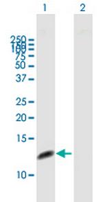 RPA3 Polyclonal Antibody, MaxPab™