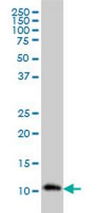 RPA3 Monoclonal Antibody (1F4)