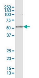 RPL4 Polyclonal Antibody, MaxPab™