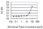 RPL18A Monoclonal Antibody (3B7)
