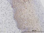 RPL29 Antibody in Immunohistochemistry (Paraffin) (IHC (P))