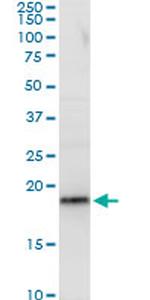 RPL29 Antibody in Western Blot (WB)