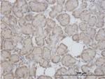 RPL29 Antibody in Immunohistochemistry (Paraffin) (IHC (P))
