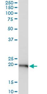 RPL29 Antibody in Western Blot (WB)