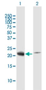 RPL29 Antibody in Western Blot (WB)