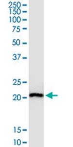 RPL29 Antibody in Western Blot (WB)