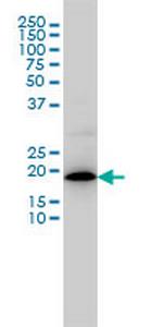 MRPL12 Monoclonal Antibody (3B12-1A3)