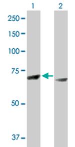 RPS6KA3 Polyclonal Antibody, MaxPab™