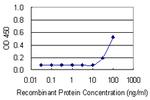 RPS15 Monoclonal Antibody (3F8)