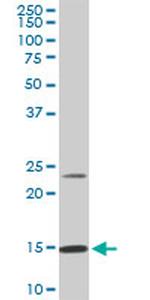 RPS17 Antibody in Western Blot (WB)