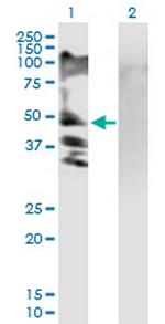 RSC1A1 Polyclonal Antibody, MaxPab™