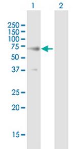 RTN2 Polyclonal Antibody, MaxPab™