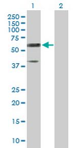 RTN2 Antibody in Western Blot (WB)