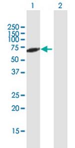 RXRA Polyclonal Antibody, MaxPab™