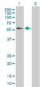 RXRA Polyclonal Antibody, MaxPab™