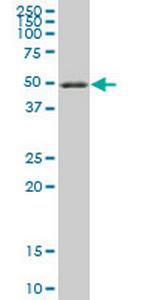 RXRA Monoclonal Antibody (3D9)