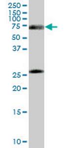 RXRA Monoclonal Antibody (4H8)