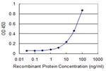 RXRB Monoclonal Antibody (1H1)