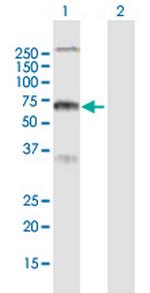RYK Polyclonal Antibody, MaxPab™