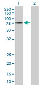 ACSM3 Polyclonal Antibody, MaxPab™