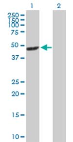 MAPK12 Polyclonal Antibody, MaxPab™
