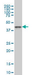 MAPK12 Monoclonal Antibody (1A4)