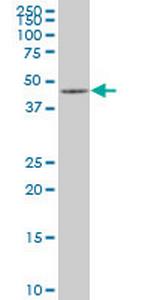 MAPK12 Monoclonal Antibody (1G3)