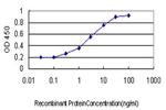 SERPINB3 Antibody in ELISA (ELISA)