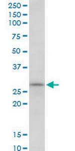 SCO1 Polyclonal Antibody, MaxPab™