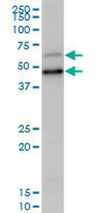 SCP2 Antibody in Western Blot (WB)