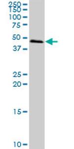 SCP2 Antibody in Western Blot (WB)