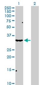 SCP2 Polyclonal Antibody, MaxPab™