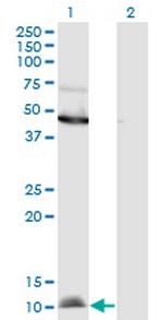 CCL2 Antibody in Western Blot (WB)