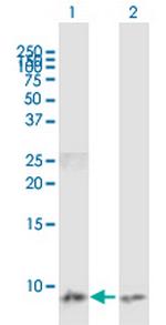 CCL3 Antibody in Western Blot (WB)