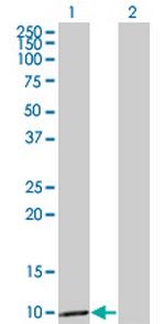 CCL3 Monoclonal Antibody (4E7)
