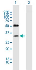 SDC4 Polyclonal Antibody, MaxPab™