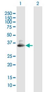 SDC4 Polyclonal Antibody, MaxPab™