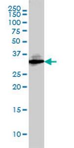 SDCBP Monoclonal Antibody (2C12)