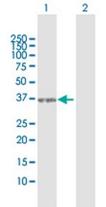 SEC13 Polyclonal Antibody, MaxPab™