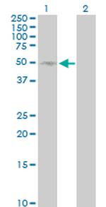 SELL Antibody in Western Blot (WB)