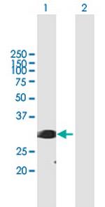 SFRS1 Polyclonal Antibody, MaxPab™