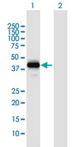 SFRS5 Polyclonal Antibody, MaxPab™