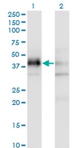 SFRS5 Antibody in Western Blot (WB)
